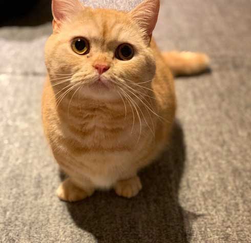 一年間愛され続けた 猫 変化 顔 表情 変わる かわいい ペットショップ