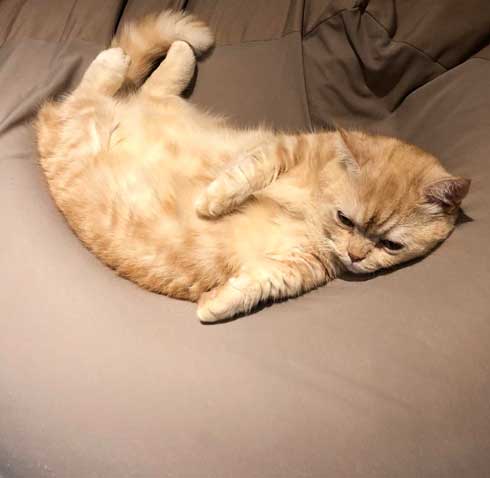 一年間愛され続けた 猫 変化 顔 表情 変わる かわいい ペットショップ