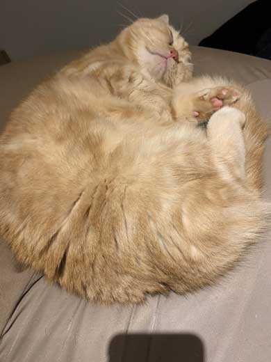 一年間愛され続けた 猫 変化 顔 表情 変わる かわいい ペットショップ