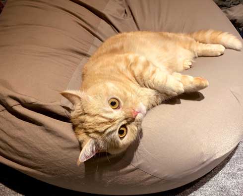 一年間愛され続けた 猫 変化 顔 表情 変わる かわいい ペットショップ