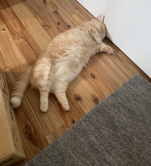 一年間愛され続けた 猫 変化 顔 表情 変わる かわいい ペットショップ