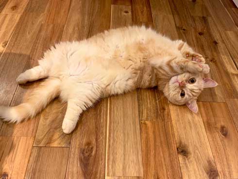 一年間愛され続けた 猫 変化 顔 表情 変わる かわいい ペットショップ