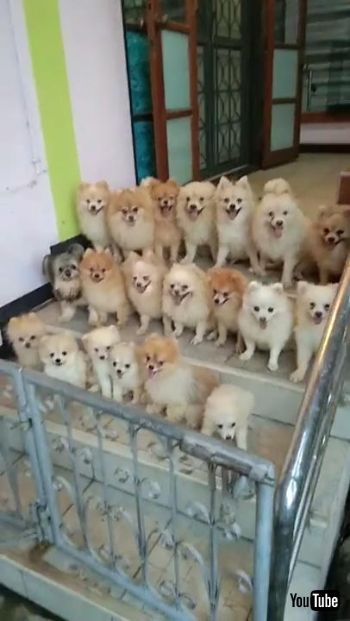 勢ぞろいわんこ