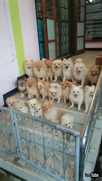 勢ぞろいわんこ