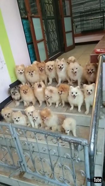 勢ぞろいわんこ