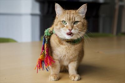 ボブが教えてくれたこと