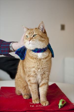 ボブが教えてくれたこと