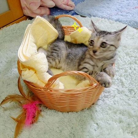 柴犬ひかりといちごと猫ミルキー