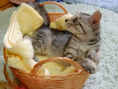 柴犬ひかりといちごと猫ミルキー