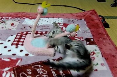 柴犬ひかりといちごと猫ミルキー