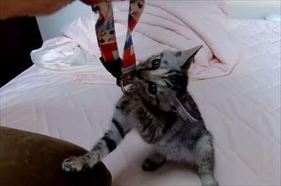 柴犬ひかりといちごと猫ミルキー