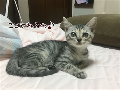 柴犬ひかりといちごと猫ミルキー