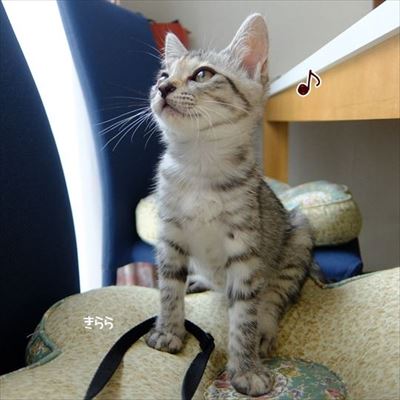 柴犬ひかりといちごと猫ミルキー