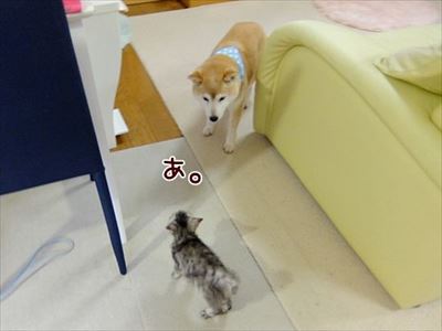 柴犬ひかりといちごと猫ミルキー