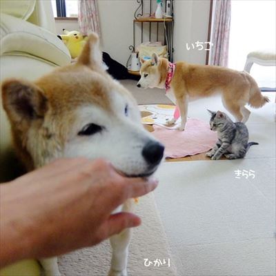柴犬ひかりといちごと猫ミルキー