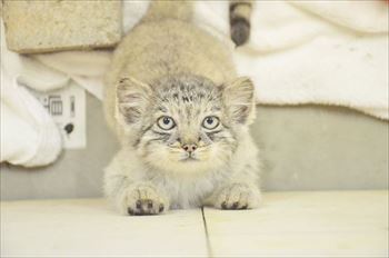 那須　マヌルネコ