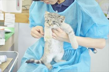 那須　マヌルネコ