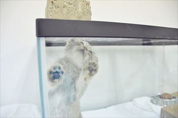 那須　マヌルネコ