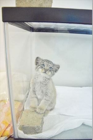 那須　マヌルネコ