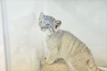 那須　マヌルネコ