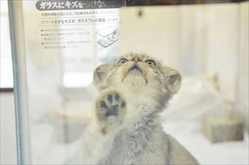 那須　マヌルネコ