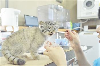 那須　マヌルネコ