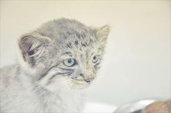 那須　マヌルネコ