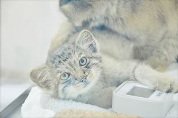 那須　マヌルネコ