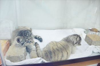 那須　マヌルネコ