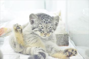 那須　マヌルネコ