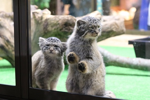 那須　マヌルネコ