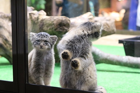 那須　マヌルネコ