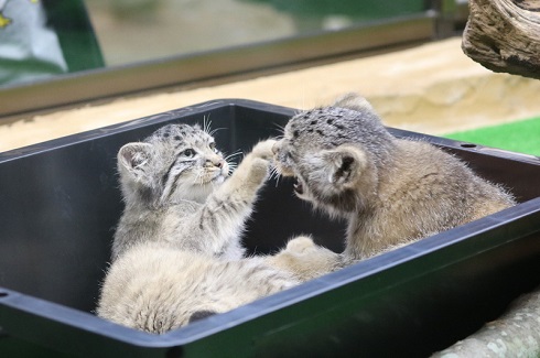 那須　マヌルネコ