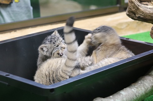 那須　マヌルネコ