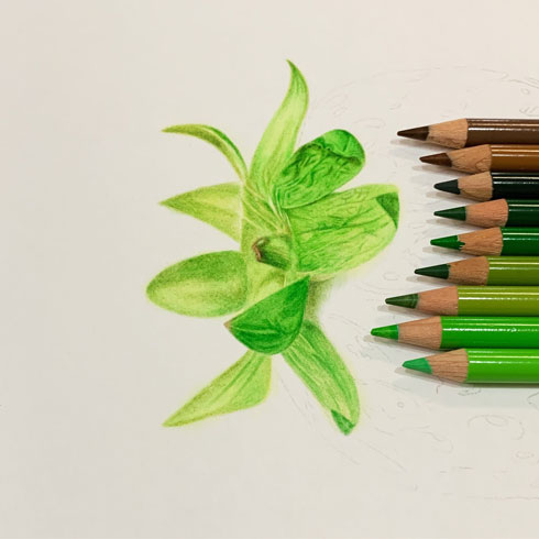 いちご 色鉛筆 画 りんご 絵 果物 リアル