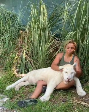 人懐っこい虎さん