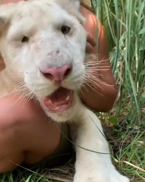 人懐っこい虎さん