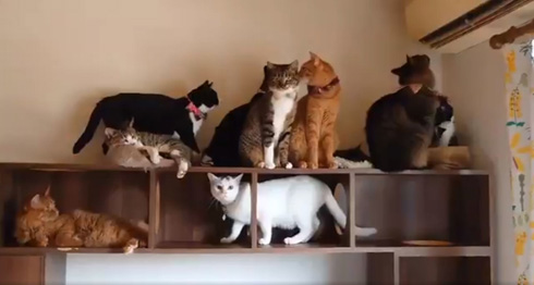 猫大渋滞