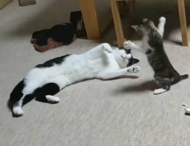 ムックとリリ じゃれあい