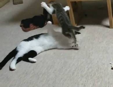 ムックとリリ じゃれあい