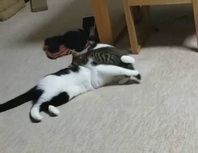 ムックとリリ じゃれあい