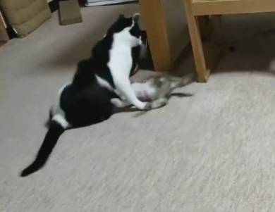 ムックとリリ じゃれあい