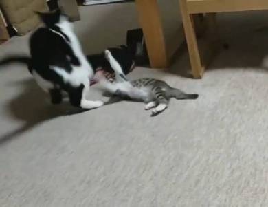 ムックとリリ じゃれあい