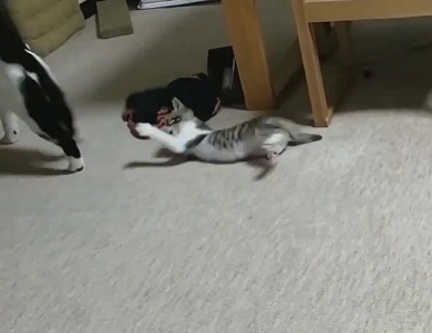 ムックとリリ じゃれあい