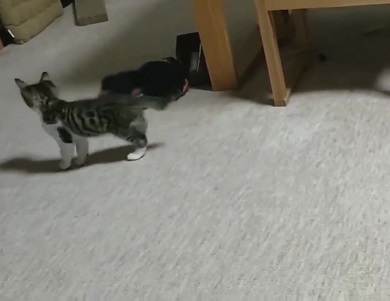 ムックとリリ じゃれあい