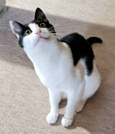 ムックとリリ じゃれあい