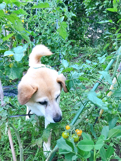 緑の中のメイさん