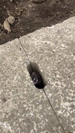 威嚇するイタチ