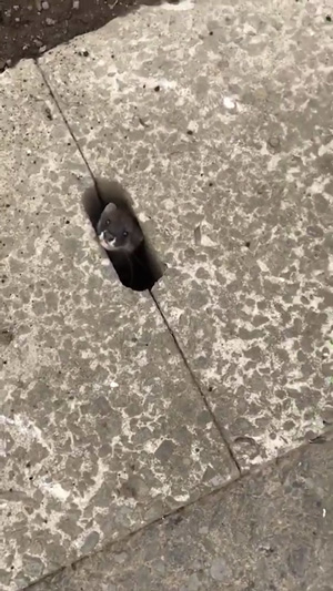 側溝からイタチ