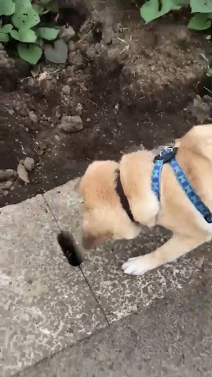 側溝をのぞき込むワンコ